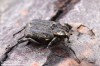 křivonožec polokřídlý (Brouci), Valgus hemipterus, Scarabaeoidea (Coleoptera)